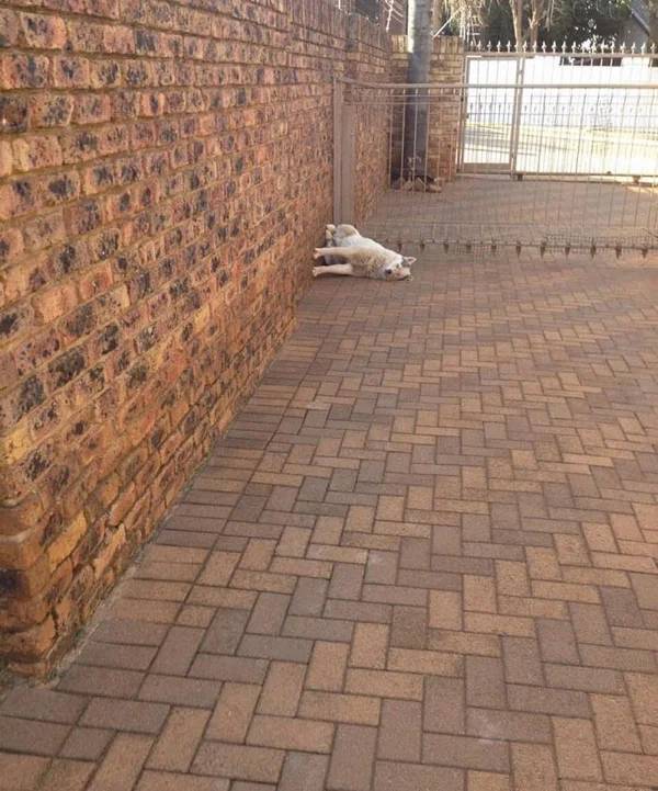 Dogs Don’t Care, They Can Sleep Anywhere!