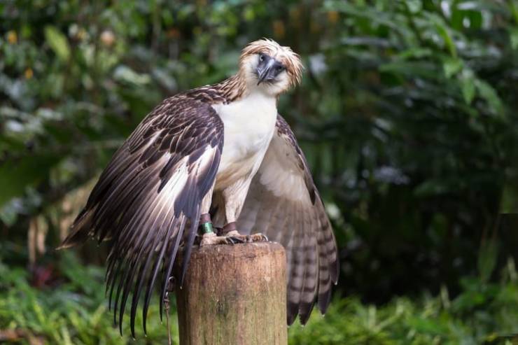 Have You Seen These Enigmatic Exotic Birds?