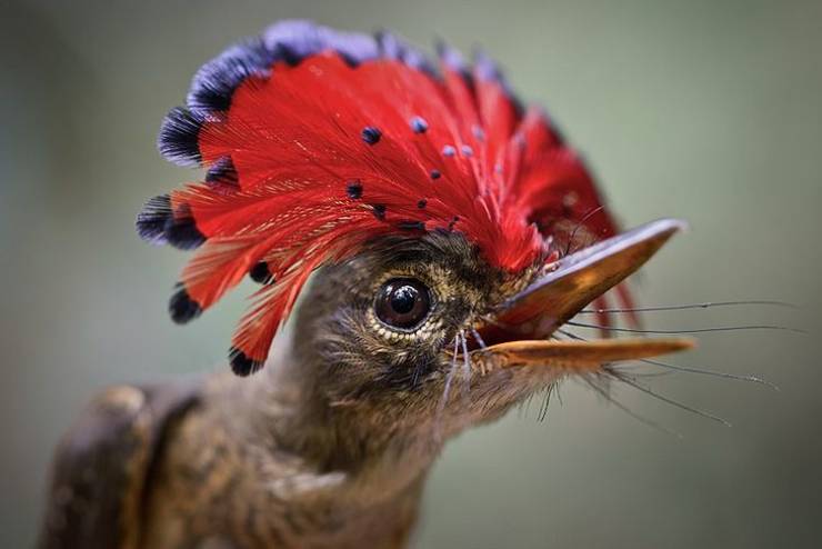 Have You Seen These Enigmatic Exotic Birds?