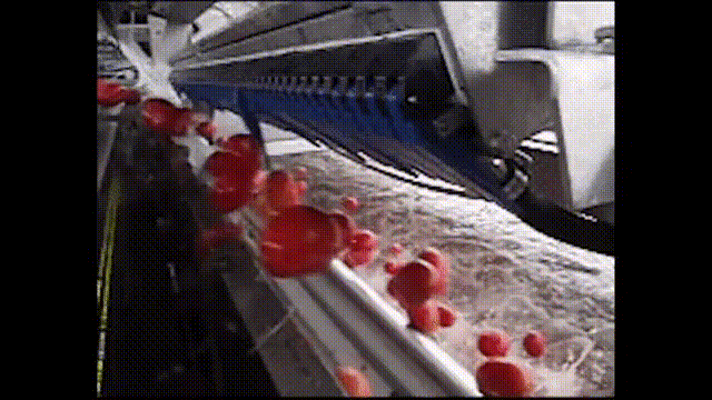 An Amazing Tomato Sorting Machine