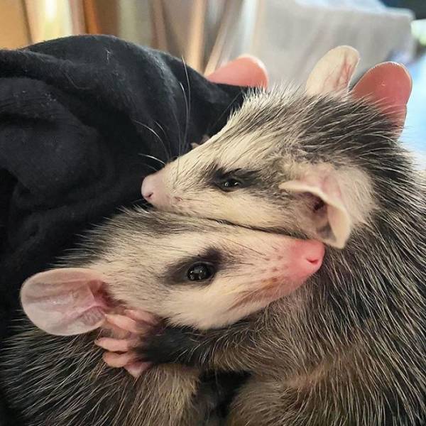Rescued Opossums Are Some Of The Sweetest Animals Out There!
