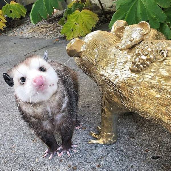 Rescued Opossums Are Some Of The Sweetest Animals Out There!