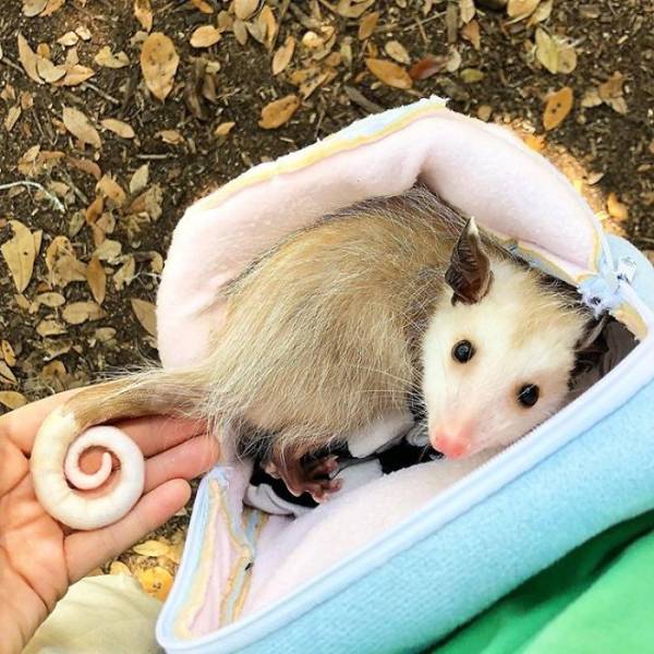 Rescued Opossums Are Some Of The Sweetest Animals Out There!