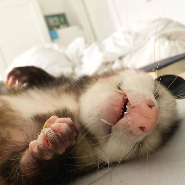 Rescued Opossums Are Some Of The Sweetest Animals Out There!