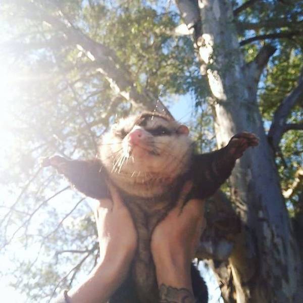 Rescued Opossums Are Some Of The Sweetest Animals Out There!