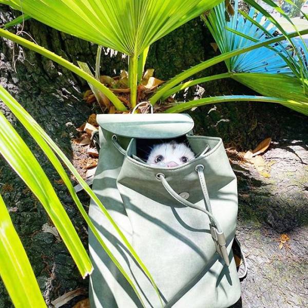 Rescued Opossums Are Some Of The Sweetest Animals Out There!