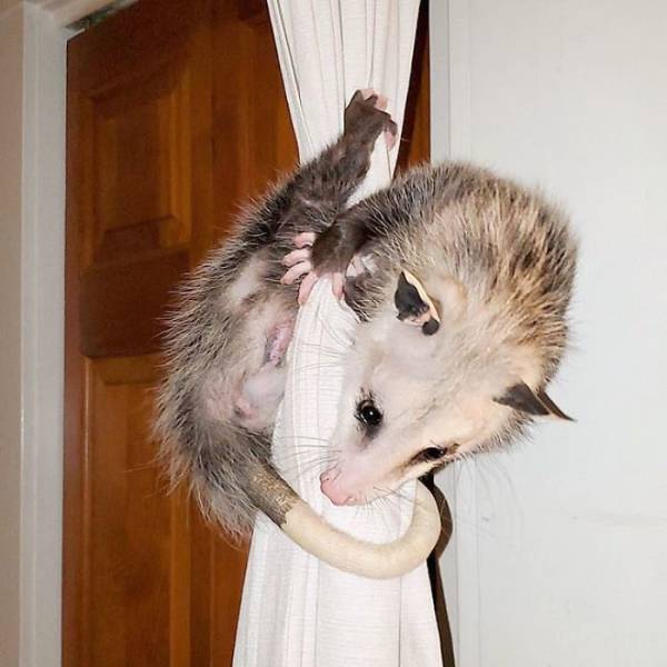 Rescued Opossums Are Some Of The Sweetest Animals Out There!