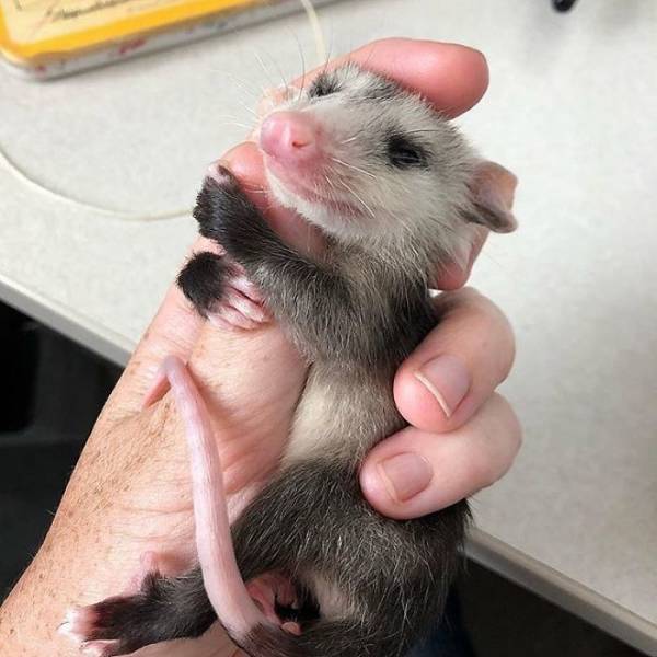 Rescued Opossums Are Some Of The Sweetest Animals Out There!