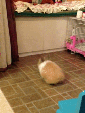 Daily Gifdump