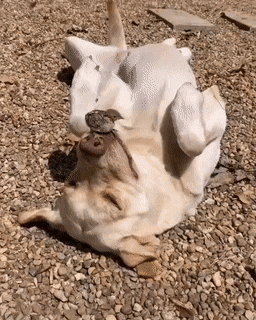 Daily Gifdump