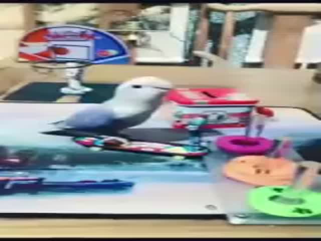 This Parrot Is Too Smart