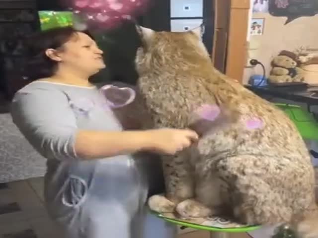 Who’s A Big Kitty?!