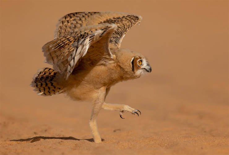 Finalists Of The 2020 Comedy Wildlife Photography Awards Show How Funny Nature Really Is