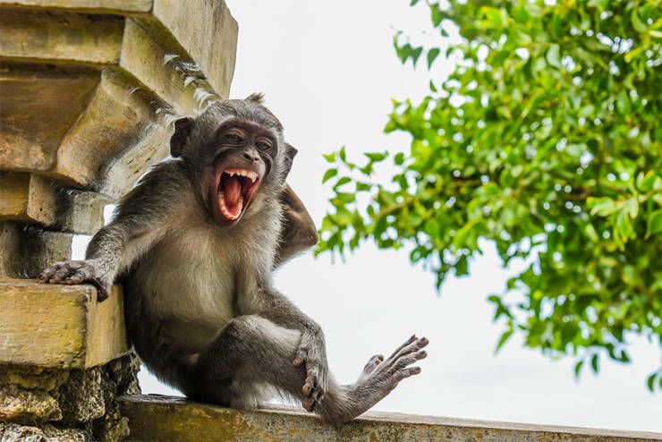 Finalists Of The 2020 Comedy Wildlife Photography Awards ...