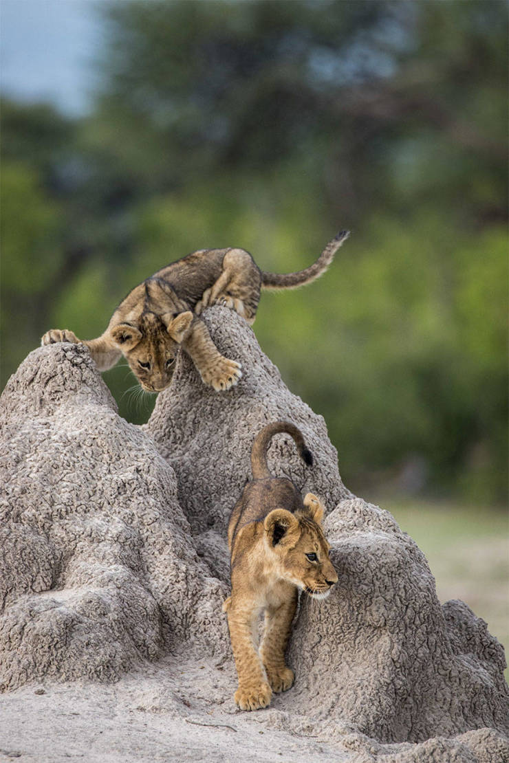 Finalists Of The 2020 Comedy Wildlife Photography Awards Show How Funny Nature Really Is
