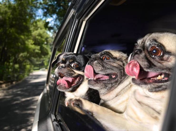 These Dogs Are Ready For A Ride!