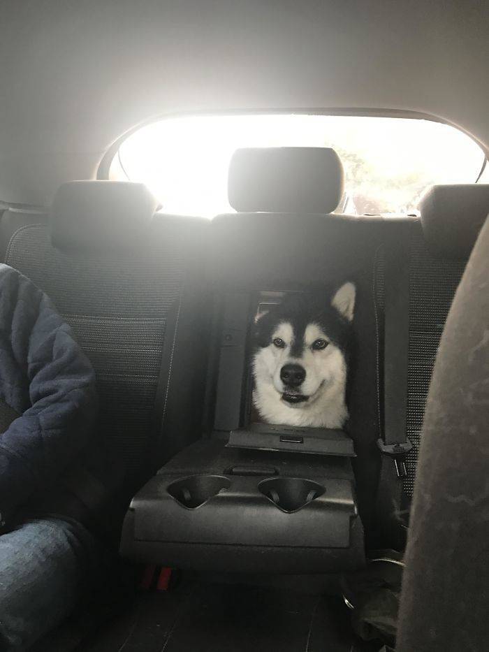 These Dogs Are Ready For A Ride!