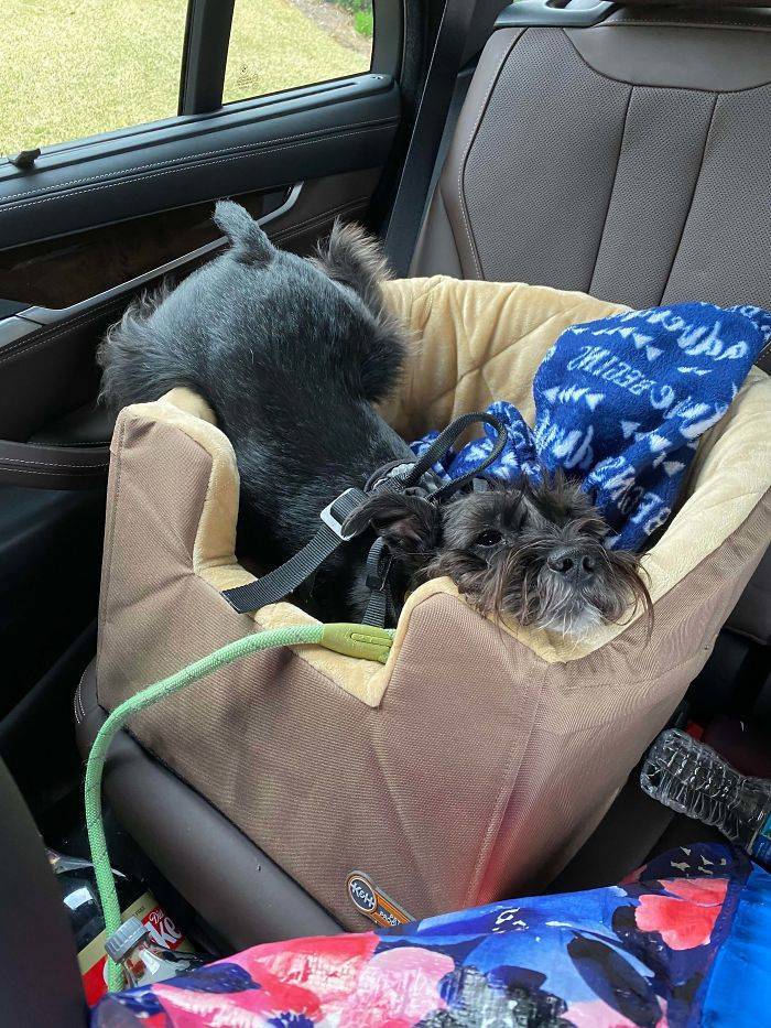 These Dogs Are Ready For A Ride!