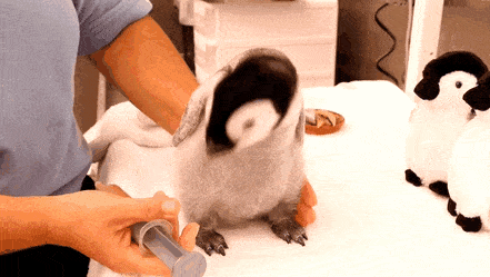 Penguins Are One Of The Cutest Creatures In Nature