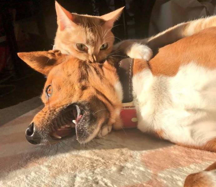 Cats Don’t Always Like Dogs…