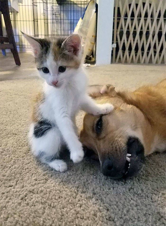 Cats Don’t Always Like Dogs…