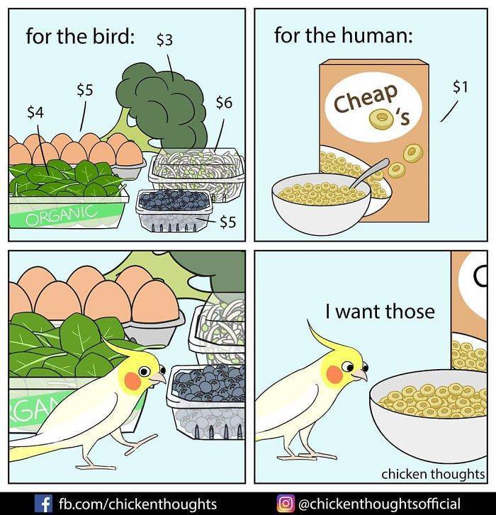 These Comics Show The Hidden Life Of Birds