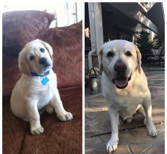 How Time Changes Our Dogs