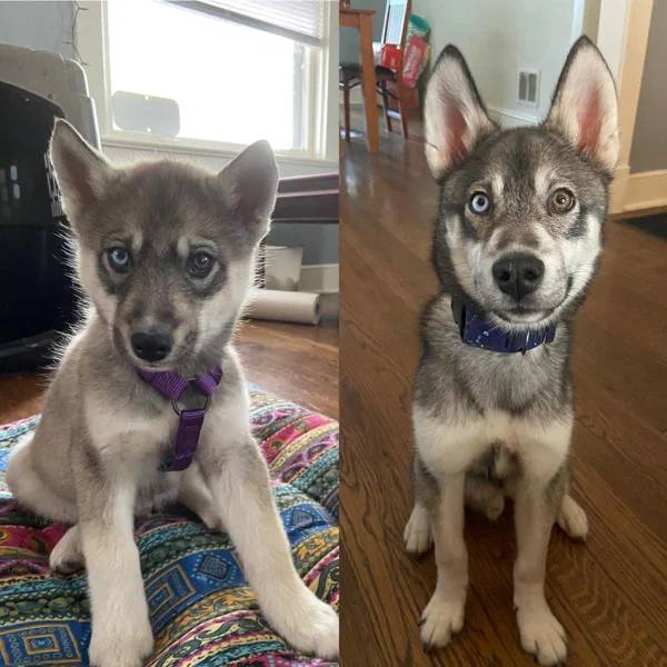 How Time Changes Our Dogs