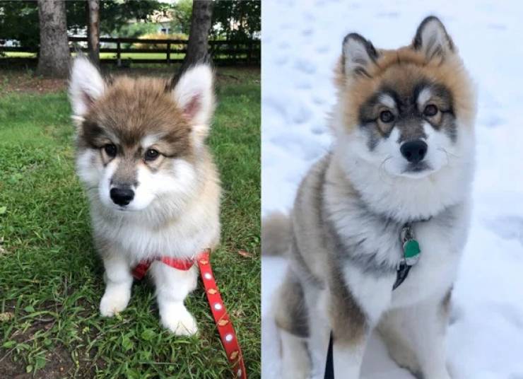 How Time Changes Our Dogs