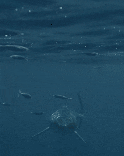 Who Has Enough Courage To Look In The Eyes Of A Great White Shark From Such A Close Distance?