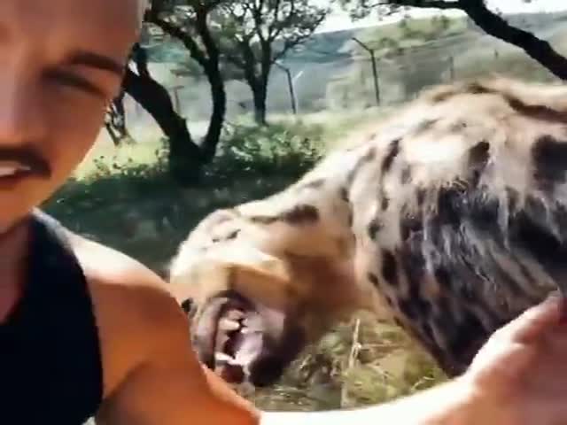 Hyenas Want Some Love Too!