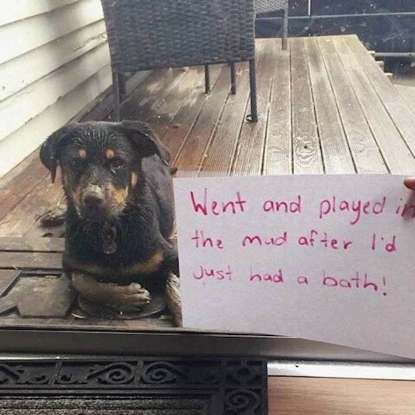 These Pets Have No Shame…