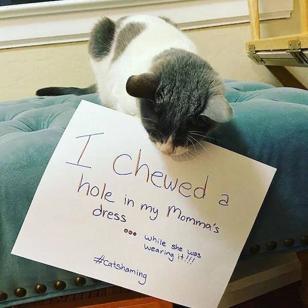 These Pets Have No Shame…