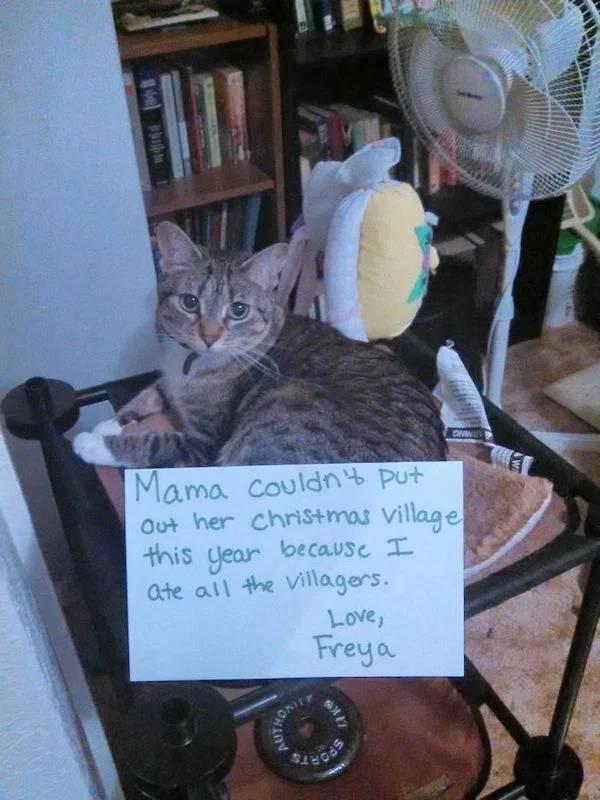 These Pets Have No Shame…