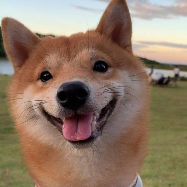 This Shiba Inu Smiles All The Time!
