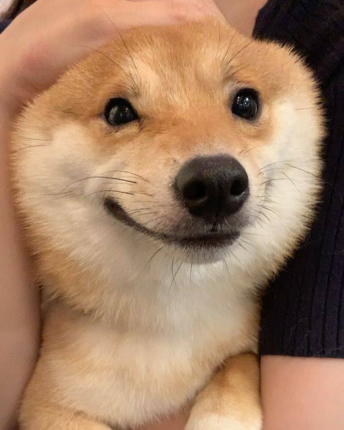 This Shiba Inu Smiles All The Time!
