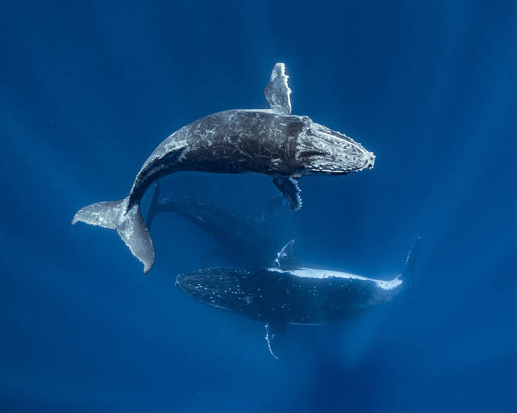 “2020 Through Your Lens Underwater Photo Contest” Winners Have Been Announced!