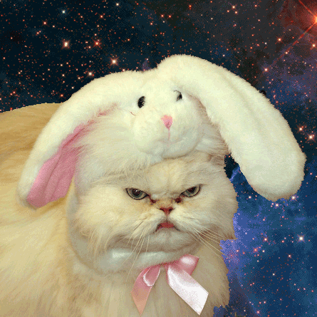 Cats In Space! Enough Said