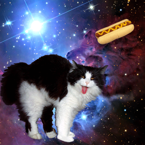 Cats In Space! Enough Said