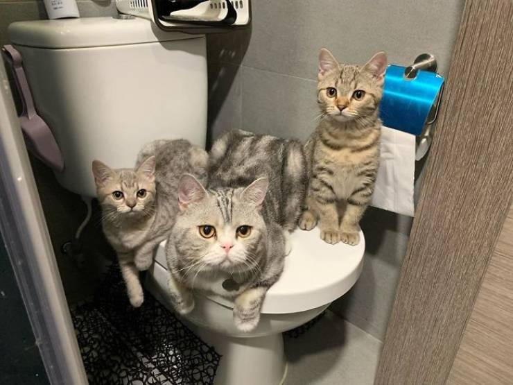 Cats Don’t Care About Your Privacy
