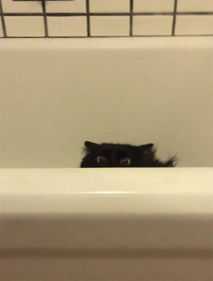 Cats Don’t Care About Your Privacy