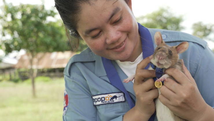 This Is Magawa, And He Is A Medal-Winning Landmine-Detecting Rat From Cambodia