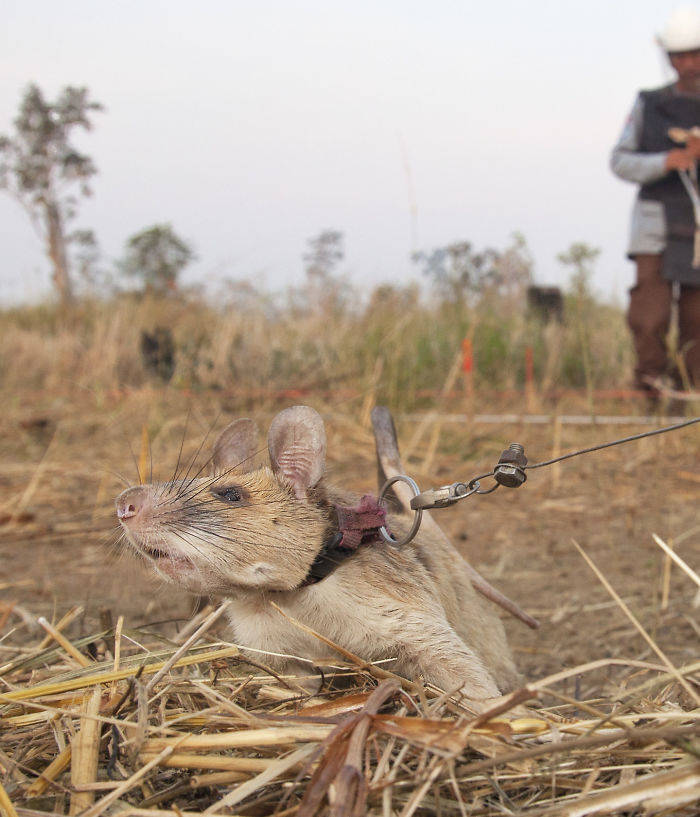 This Is Magawa, And He Is A Medal-Winning Landmine-Detecting Rat From Cambodia