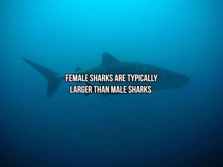 Sharks Are Both Frightening And Majestic