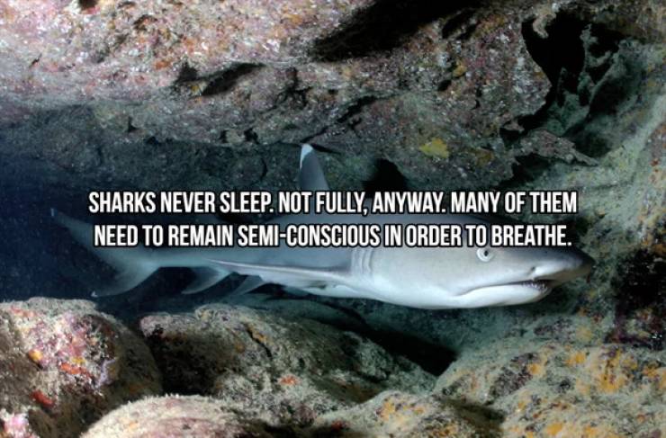 Sharks Are Both Frightening And Majestic