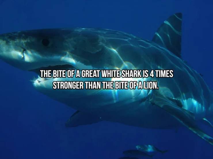 Sharks Are Both Frightening And Majestic