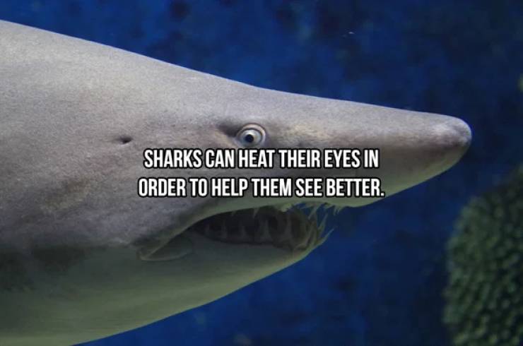 Sharks Are Both Frightening And Majestic