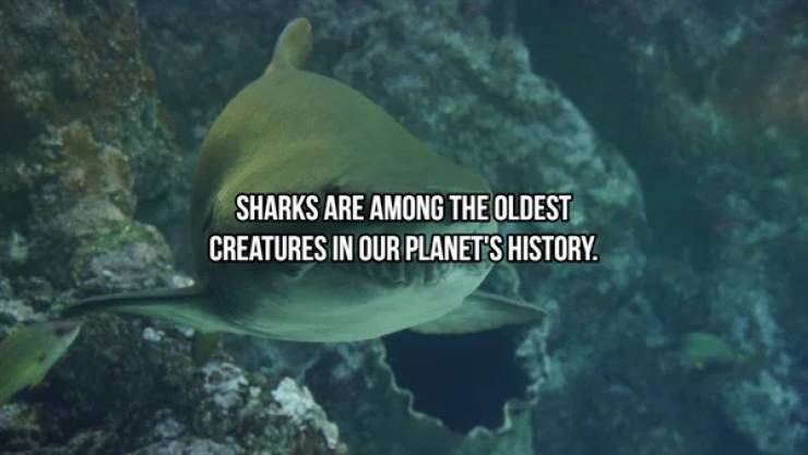 Sharks Are Both Frightening And Majestic