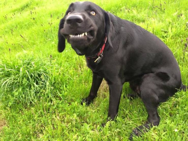 These Dog Photos Are Very Unflattering…