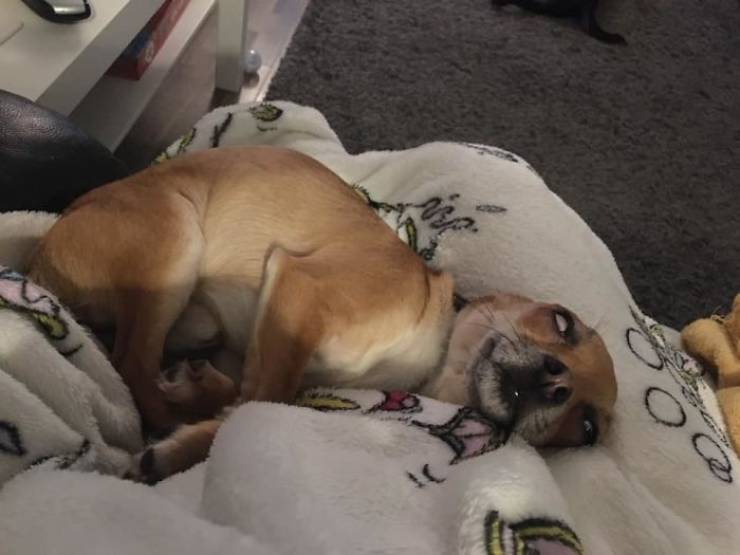 These Dog Photos Are Very Unflattering…
